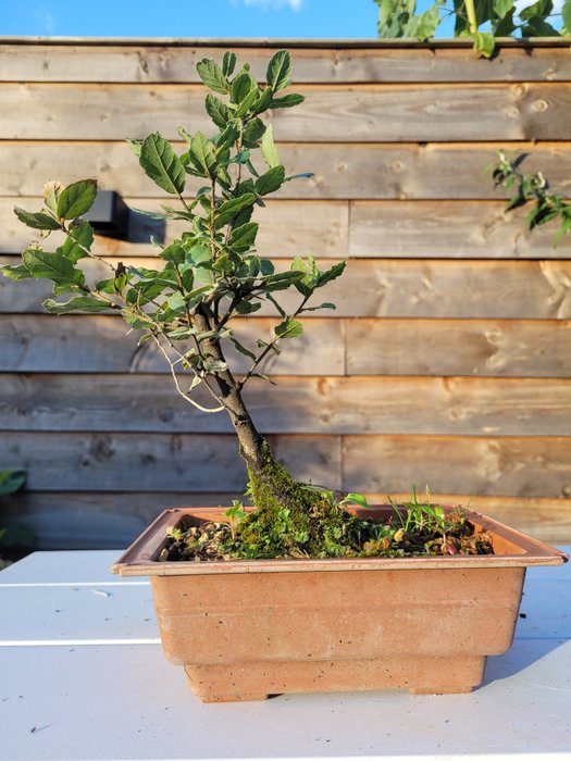 Quercus suber (bonsai af korkeg) - Højde (Træ): 27 cm - Dybde (Træ): 17 cm - Holland