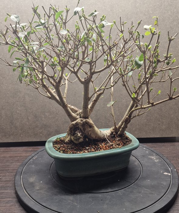 Liguster bonsai (Ligustrum) - Højde (Træ): 40 cm - Dybde (Træ): 30 cm - Asien