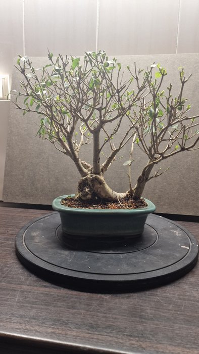 Liguster bonsai (Ligustrum) - Højde (Træ): 40 cm - Dybde (Træ): 30 cm - Asien