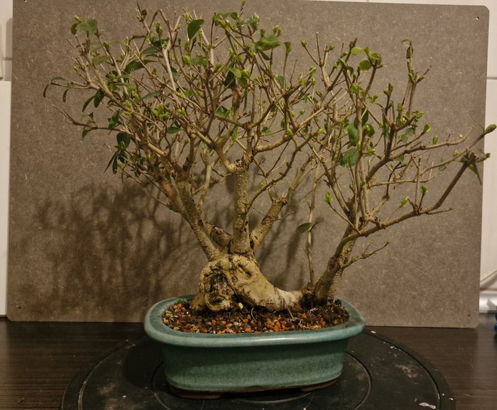 Liguster bonsai (Ligustrum) - Højde (Træ): 40 cm - Dybde (Træ): 30 cm - Asien