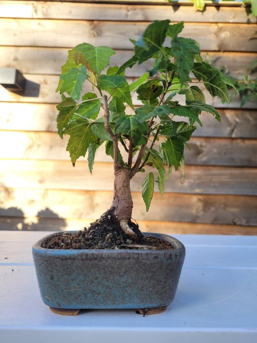 acer ginnala bonsai (kinesisk ahorn) - Højde (Træ): 10 cm - Dybde (Træ): 10 cm - Japan