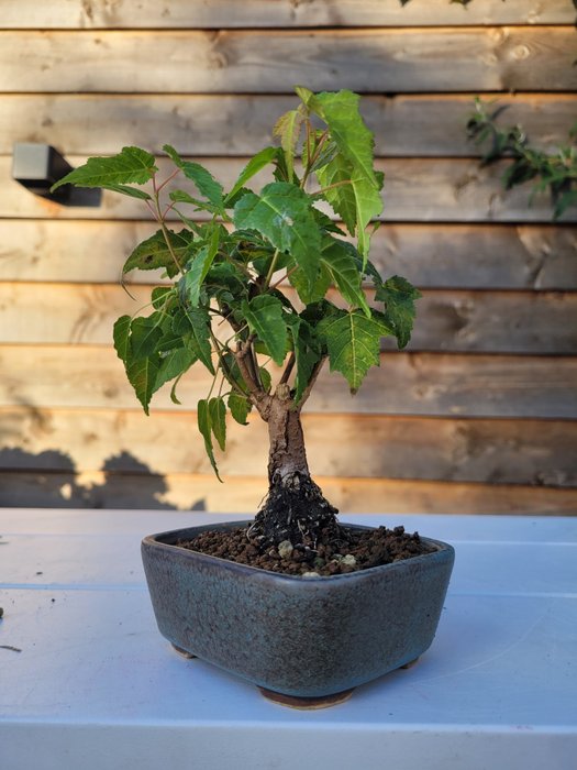 acer ginnala bonsai (kinesisk ahorn) - Højde (Træ): 10 cm - Dybde (Træ): 10 cm - Japan