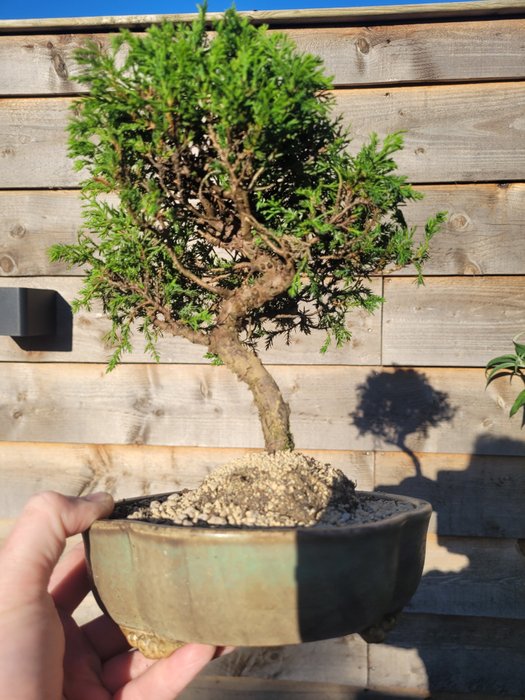 juniperus chinensis itoigawa shohin bonsai - Højde (Træ): 23 cm - Dybde (Træ): 19 cm - Japan