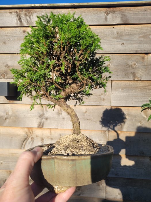 juniperus chinensis itoigawa shohin bonsai - Højde (Træ): 23 cm - Dybde (Træ): 19 cm - Japan