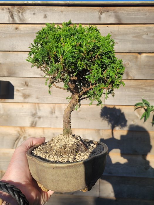 juniperus chinensis itoigawa shohin bonsai - Højde (Træ): 23 cm - Dybde (Træ): 19 cm - Japan