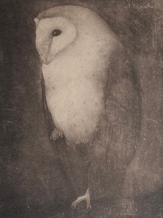 Jan Mankes (1889-1920), after - Uil op boomtak