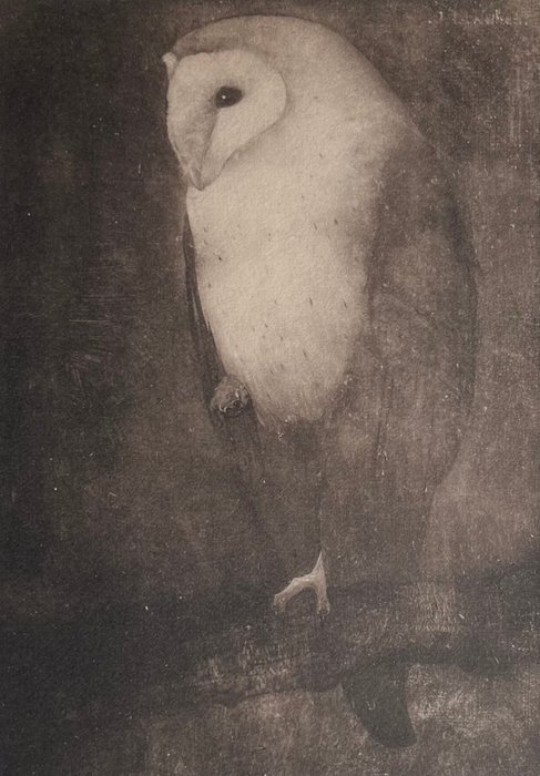 Jan Mankes (1889-1920), after - Uil op boomtak