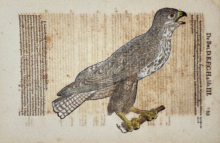 Conrad Gesner (1516-1565) - Hand-coloured Woodcut - Eurasian sparrowhawk - Accipiter nisus