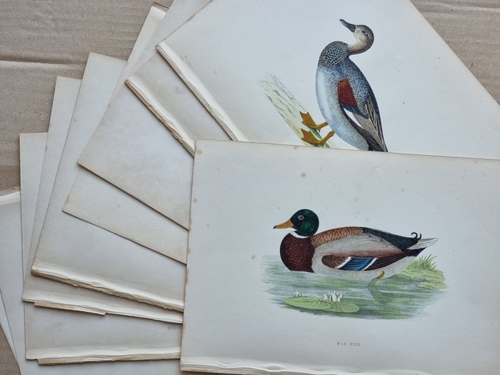 Francis Orpen Morris / Benjamin Fawcett - Lot of 10 plates from "History of British Birds" - 1870