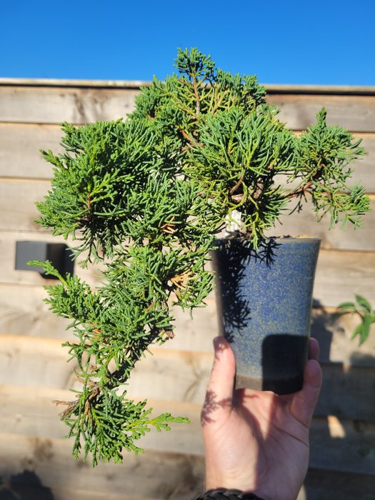 Enebærtræs bonsai (Juniperus) - Højde (Træ): 15 cm - Dybde (Træ): 30 cm - Japan