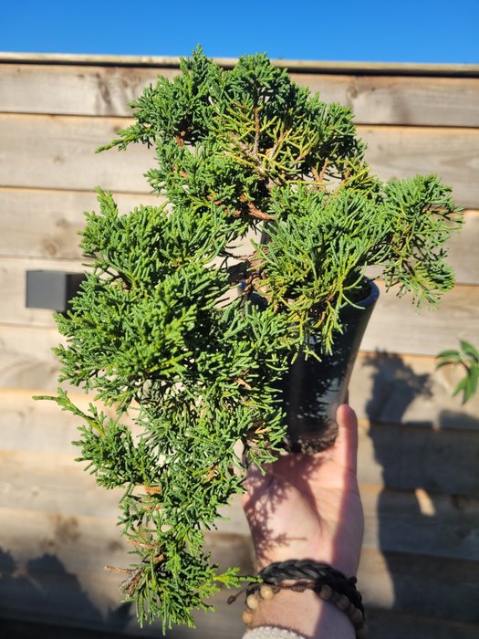 Enebærtræs bonsai (Juniperus) - Højde (Træ): 15 cm - Dybde (Træ): 30 cm - Japan