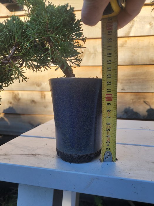 Enebærtræs bonsai (Juniperus) - Højde (Træ): 15 cm - Dybde (Træ): 30 cm - Japan