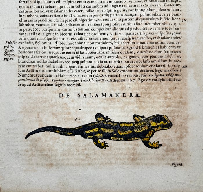 Conrad Gesner (1516-1565) - Historia animalium - Hand-coloured Woodcut - Salamandra - 1617