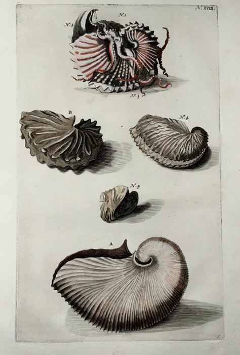 Maria Sibylla Merian - Georg Eberhard Rumpf (XVIII) - Folio - Nautilus, Exotic Shells