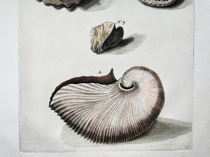 Maria Sibylla Merian - Georg Eberhard Rumpf (XVIII) - Folio - Nautilus, Exotic Shells