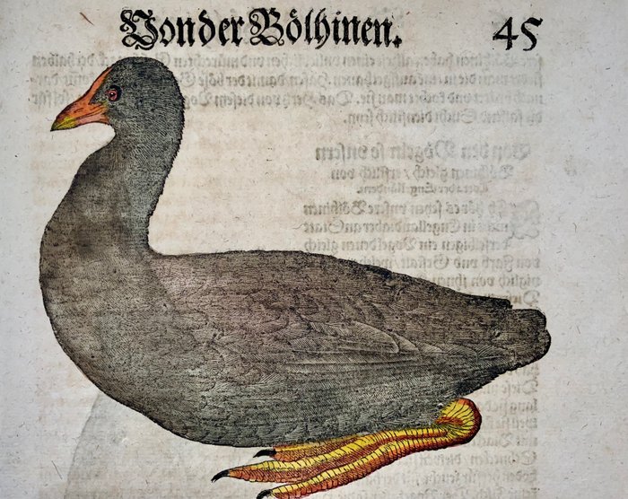 Conrad Gesner [1516-1565], Konrad Gessner - Coots, Rail [ Boelhinen, Blässhühner ], ornithology, sheet with 2 hand coloured woodcuts - 1582