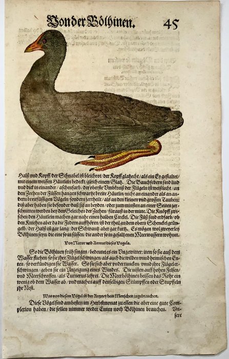 Conrad Gesner [1516-1565], Konrad Gessner - Coots, Rail [ Boelhinen, Blässhühner ], ornithology, sheet with 2 hand coloured woodcuts - 1582