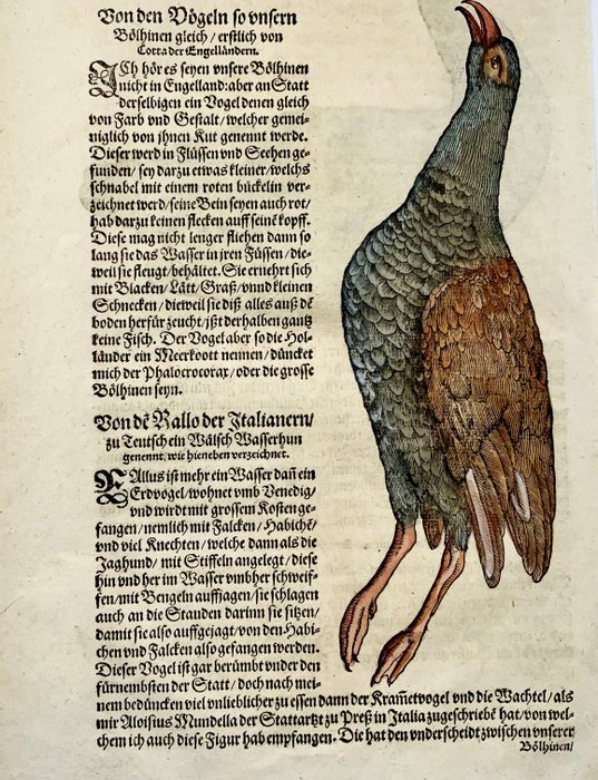 Conrad Gesner [1516-1565], Konrad Gessner - Coots, Rail [ Boelhinen, Blässhühner ], ornithology, sheet with 2 hand coloured woodcuts - 1582