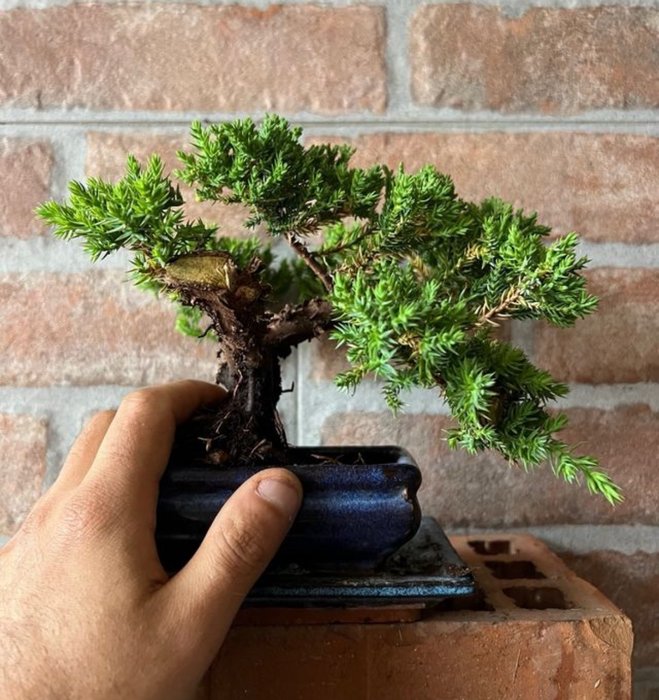 Bonsai Juniper Mame - Højde (Træ): 15 cm - Dybde (Træ): 18 cm - Japan