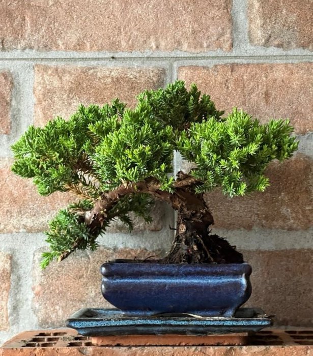 Bonsai Juniper Mame - Højde (Træ): 15 cm - Dybde (Træ): 18 cm - Japan