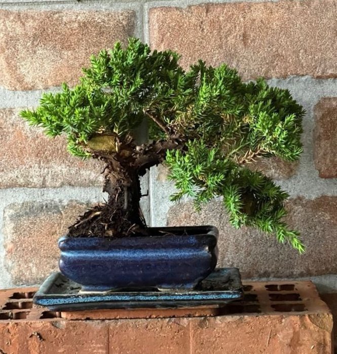 Bonsai Juniper Mame - Højde (Træ): 15 cm - Dybde (Træ): 18 cm - Japan