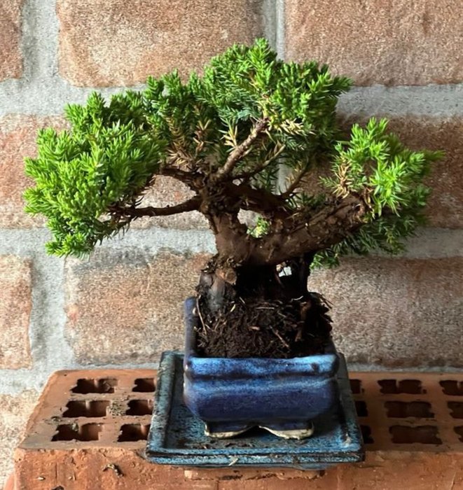 Bonsai Juniper Mame - Højde (Træ): 15 cm - Dybde (Træ): 18 cm - Japan