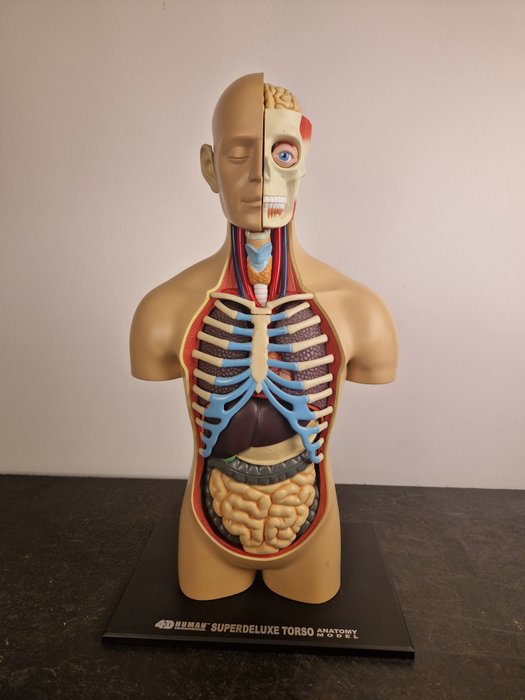 Anatomisk model - plast - 2000-2010 - 4D menneskelig anatomi 54 dele