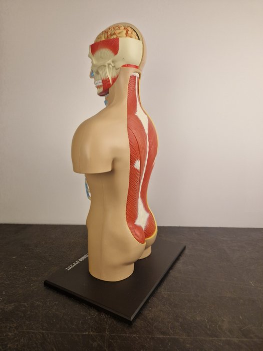 Anatomisk model - plast - 2000-2010 - 4D menneskelig anatomi 54 dele