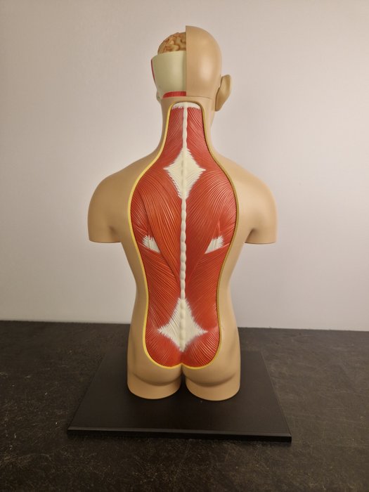 Anatomisk model - plast - 2000-2010 - 4D menneskelig anatomi 54 dele