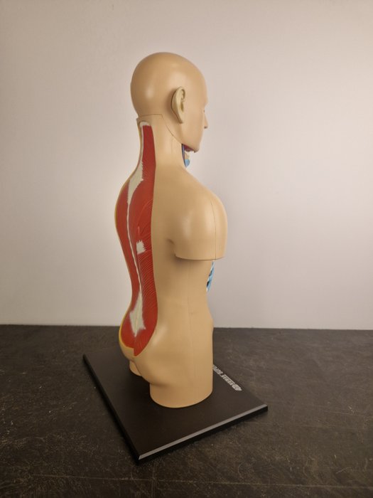 Anatomisk model - plast - 2000-2010 - 4D menneskelig anatomi 54 dele