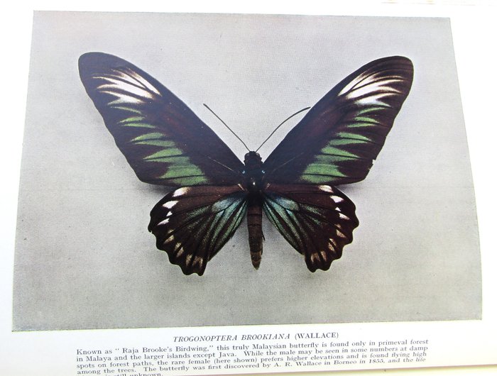 A. Steven Corbet and H. M. Pendlebury - The Butterflies of the Malay Peninsula - 1956