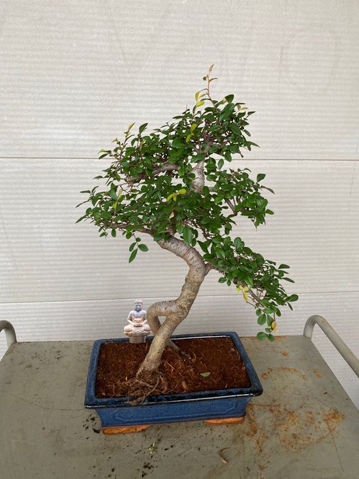 Japansk elmetræs bonsai (Zelkova) - Højde (Træ): 40 cm - Dybde (Træ): 40 cm - Belgien