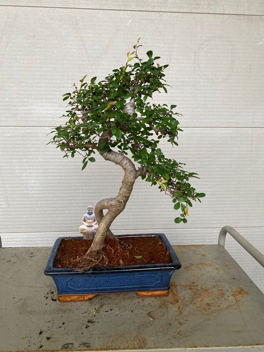 Japansk elmetræs bonsai (Zelkova) - Højde (Træ): 40 cm - Dybde (Træ): 40 cm - Belgien