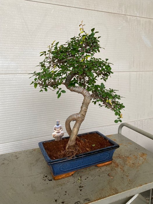 Japansk elmetræs bonsai (Zelkova) - Højde (Træ): 40 cm - Dybde (Træ): 40 cm - Belgien