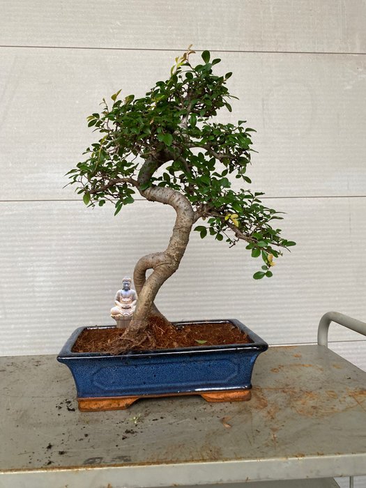 Japansk elmetræs bonsai (Zelkova) - Højde (Træ): 40 cm - Dybde (Træ): 40 cm - Belgien