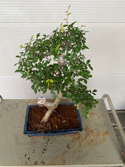 Japansk elmetræs bonsai (Zelkova) - Højde (Træ): 40 cm - Dybde (Træ): 40 cm - Belgien