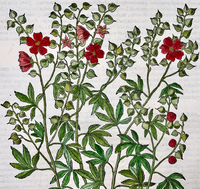 Giorgio Liberale; W. Meyerpeck - Folio, large woodcut, Botany: Hollyhocks [Alcea] - 1565