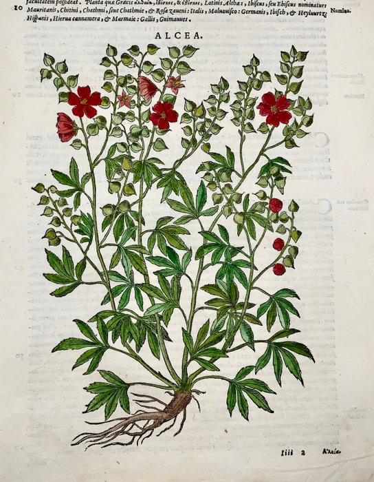 Giorgio Liberale; W. Meyerpeck - Folio, large woodcut, Botany: Hollyhocks [Alcea] - 1565