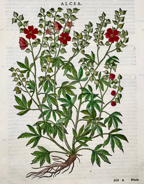 Giorgio Liberale; W. Meyerpeck - Folio, large woodcut, Botany: Hollyhocks [Alcea] - 1565