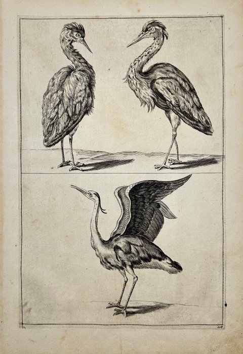 Frederick de Wit - Lumen Picturae - Bird Print - Heron - 1705