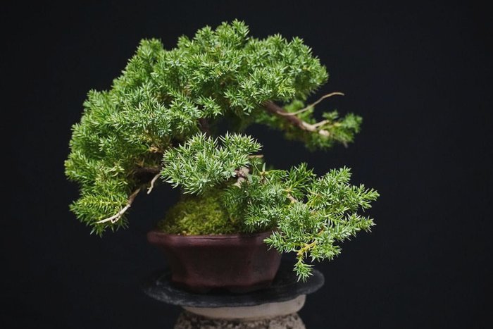 Enebærtræs bonsai (Juniperus) - Højde (Træ): 15 cm - Dybde (Træ): 20 cm - Italien