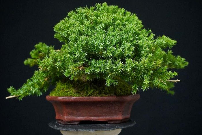 Enebærtræs bonsai (Juniperus) - Højde (Træ): 15 cm - Dybde (Træ): 20 cm - Italien