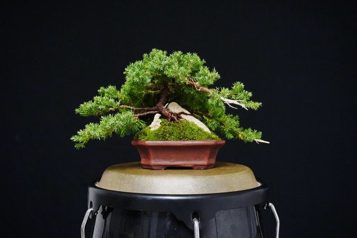 Enebærtræs bonsai (Juniperus) - Højde (Træ): 15 cm - Dybde (Træ): 20 cm - Italien