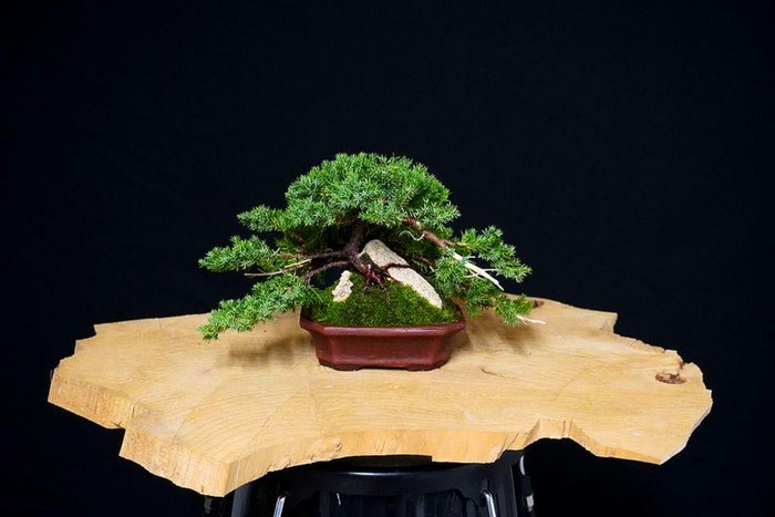 Enebærtræs bonsai (Juniperus) - Højde (Træ): 15 cm - Dybde (Træ): 20 cm - Italien