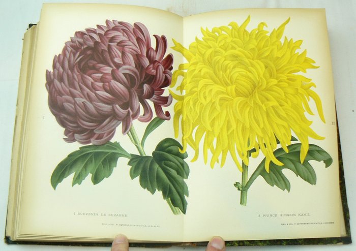 Collective - Revue de l'horticulture Belge et étrangère: recueil mensuel illustre, Tome XXVI - 1900