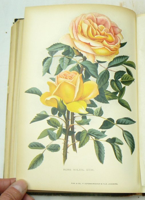 Collective - Revue de l'horticulture Belge et étrangère: recueil mensuel illustre, Tome XXVI - 1900