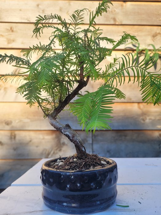 Kyst/Daggry rødtræs bonsai (Sequoia) - Højde (Træ): 22 cm - Dybde (Træ): 24 cm - Holland