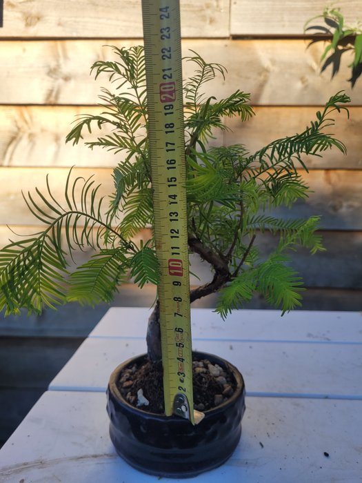 Kyst/Daggry rødtræs bonsai (Sequoia) - Højde (Træ): 22 cm - Dybde (Træ): 24 cm - Holland