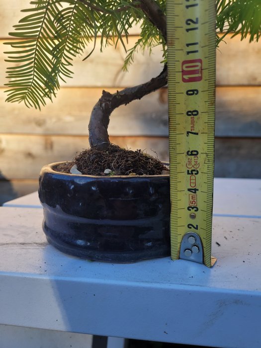 Kyst/Daggry rødtræs bonsai (Sequoia) - Højde (Træ): 22 cm - Dybde (Træ): 24 cm - Holland