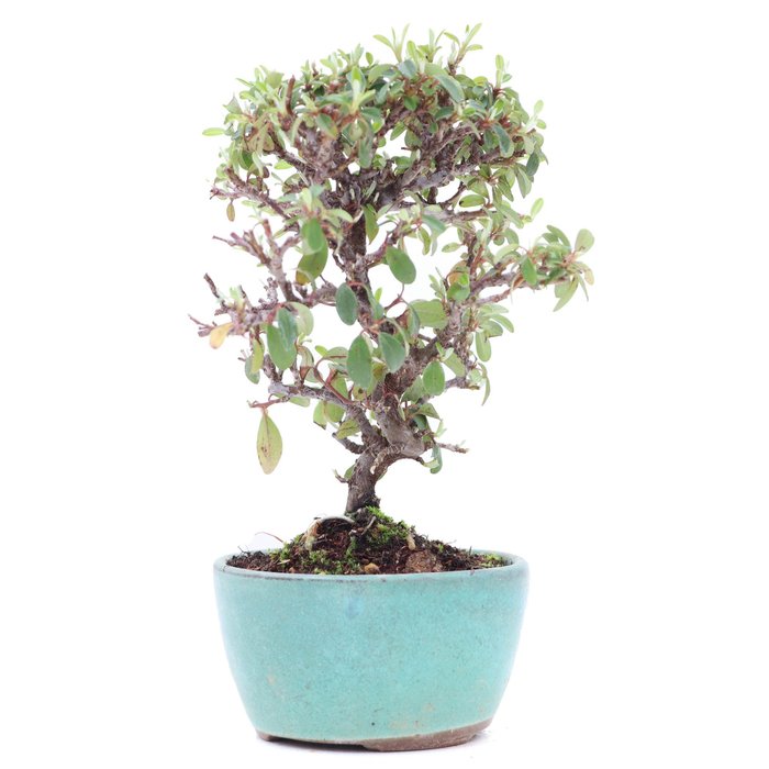 Cotoneaster bonsai - Højde (Træ): 165 mm - Dybde (Træ): 135 mm - Japan - med træ/plante pas